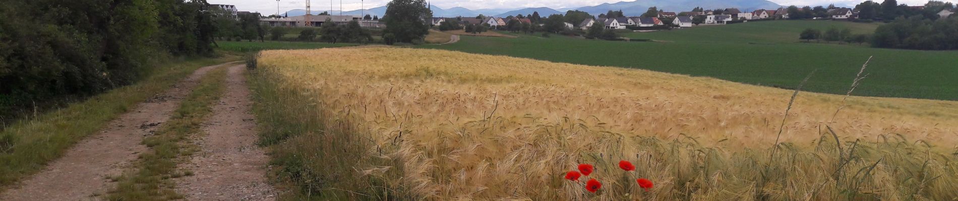 Tour Wandern Heimsbrunn - 19.06.20.HeimMorchHochGalfBurnRein,retour  - Photo