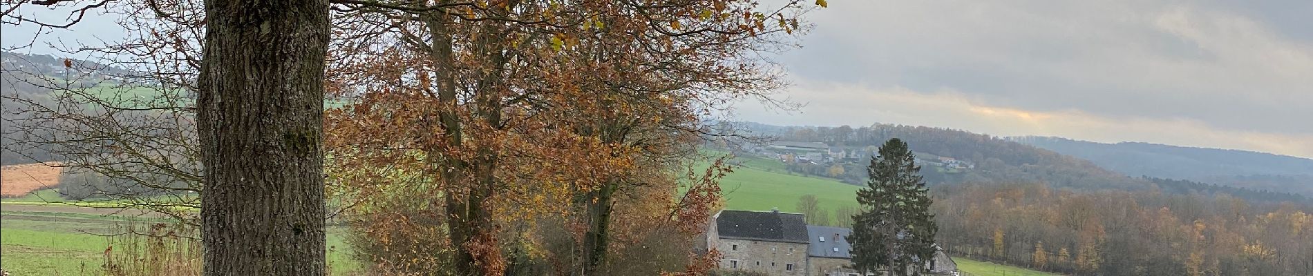 Tour Wandern Profondeville - Arbre 2  - Photo