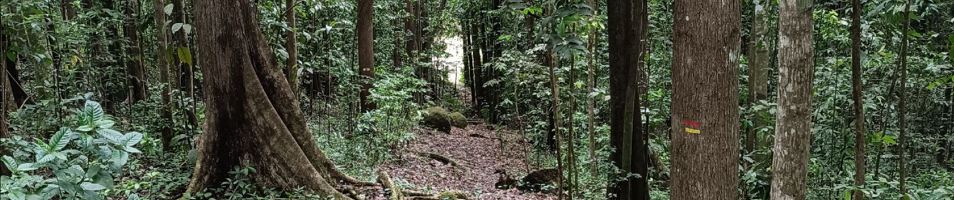 Tour Wandern Sainte-Luce - Forêt de Montravail  - Photo