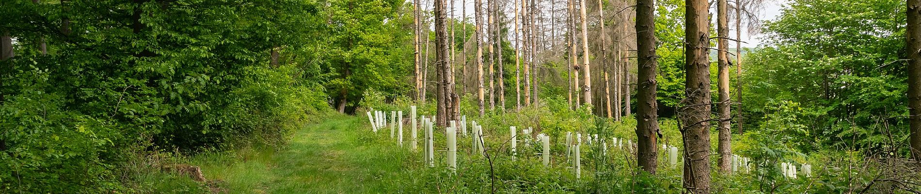 Percorso A piedi Lügde - Rundwanderweg A3 Rischenau - Schwalenberger Wald - Photo