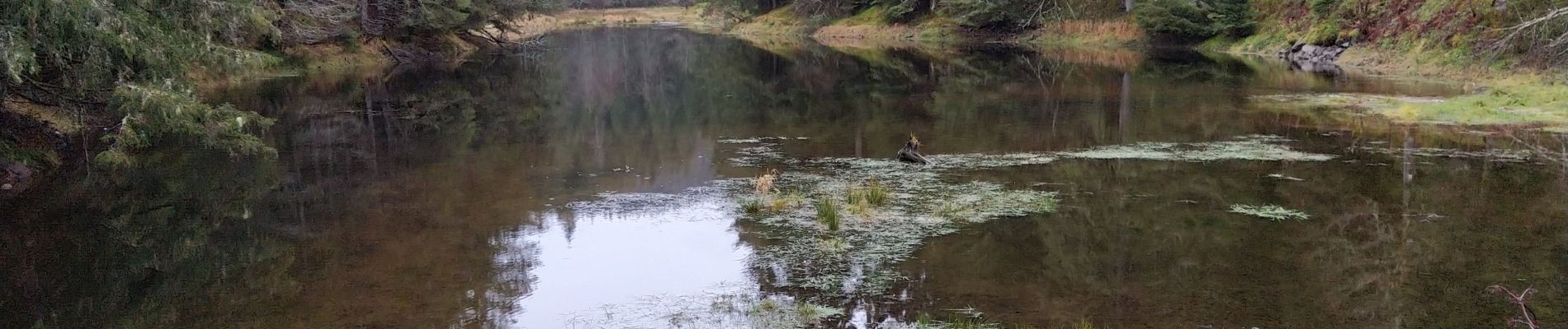 Tour Wandern Xonrupt-Longemer - autour de l'étang de Belbriette - Photo