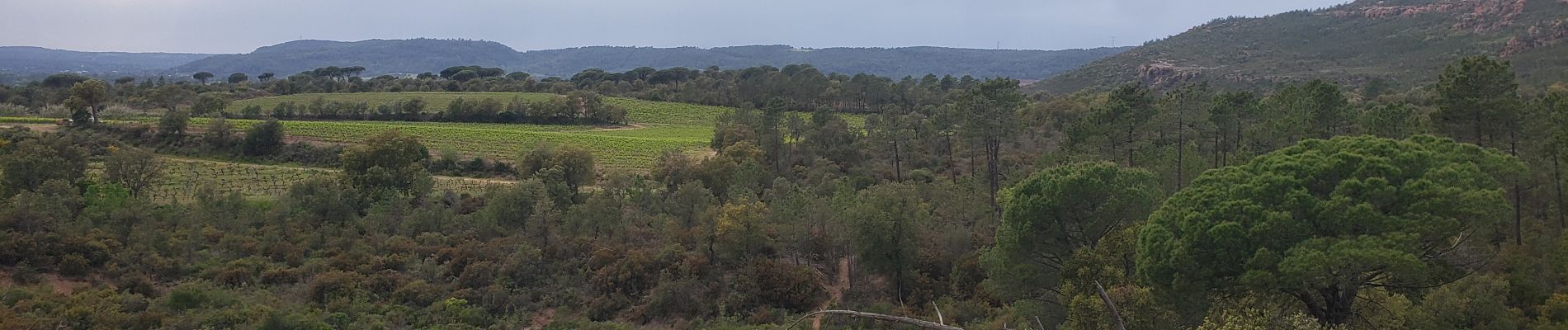 Trail Walking Le Muy - Randonnée dans les vignes- Château du Rouet - Photo