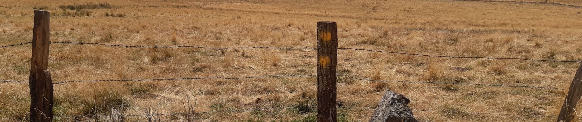 Tocht Stappen Peyre en Aubrac - GR65 j2 - Photo