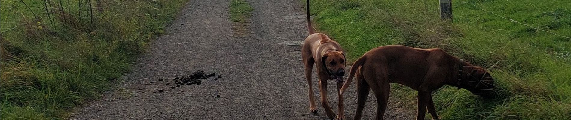 Tocht Stappen Esneux - hout si plou - Photo