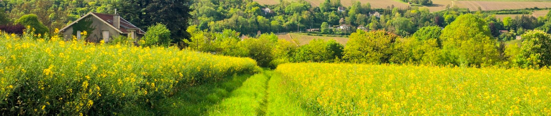 Tour Wandern Château-Thierry - Le chemin de St Colomban en IDF Etape 1 Chateau Thierry - Nanteuil sur Marne - Photo