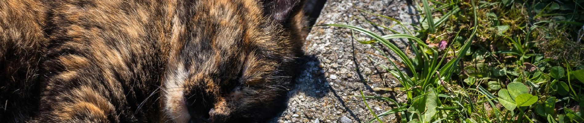 Percorso A piedi Owingen - Owinger Lyrikweg - Photo