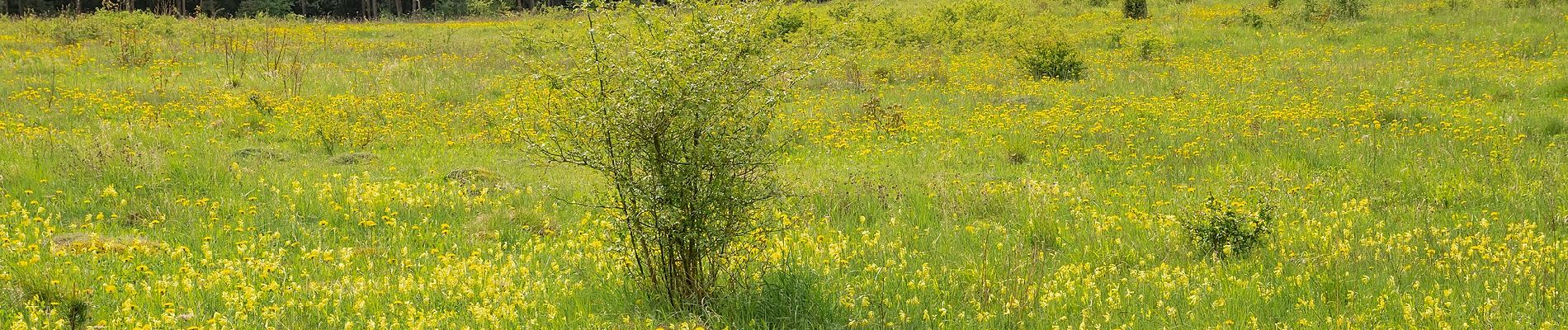 Tour Zu Fuß Warburg - Rundwanderweg 