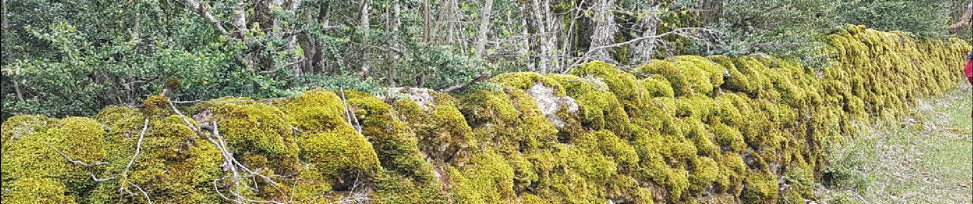 Excursión Senderismo Le Caylar - Le Caylar - Le Cros - La Couvertoirade - Photo