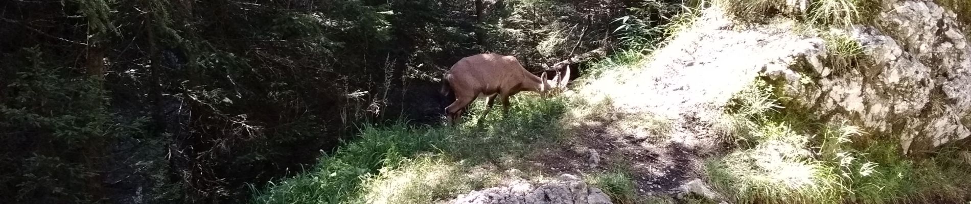 Trail Walking Fillière - Pas du Roc - les Glières - Photo