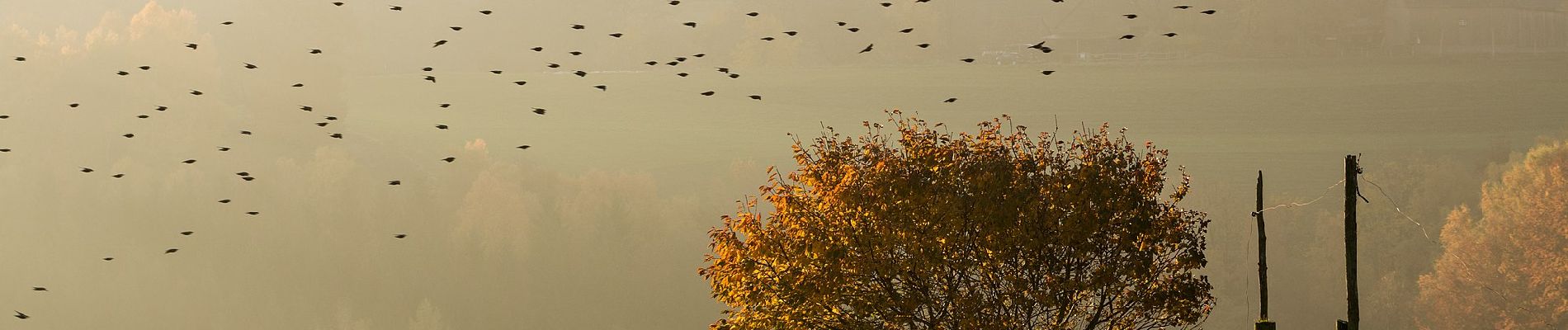 Tour Zu Fuß Lüdenscheid - (H) Rundweg Halver - Photo