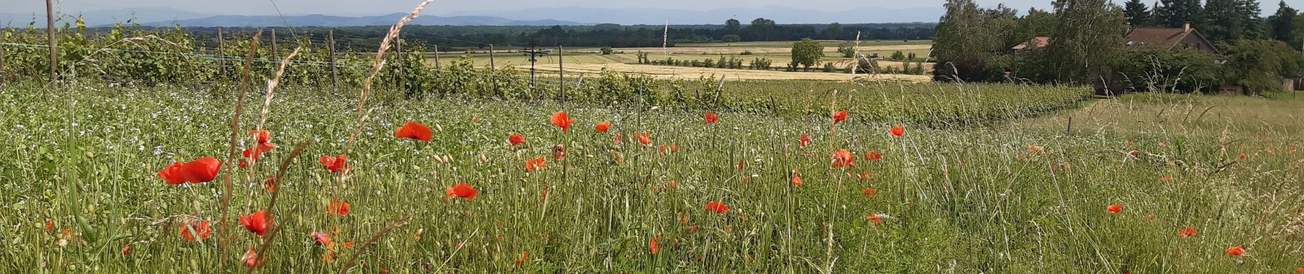 Tour Wandern Rappoltsweiler - Alsace 4 - Photo