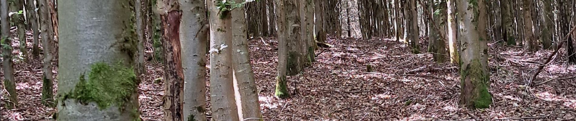 Tour Wandern La Roche-en-Ardenne - marche ADEPS BUISSON - Photo