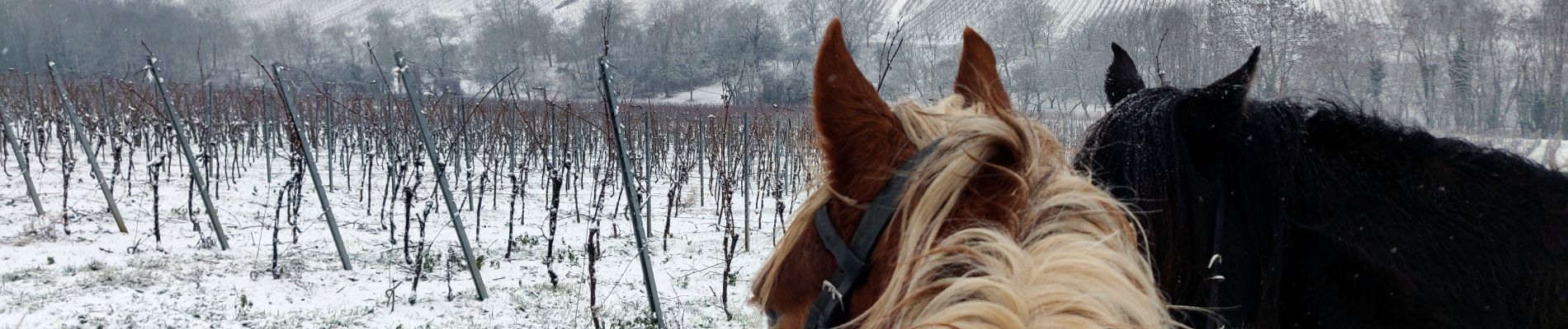 Tocht Paardrijden Rosenwiller - 2019-01-20 Balade dans la neige - Photo
