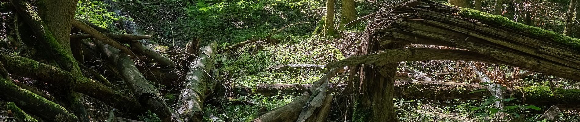 Tocht Te voet Bad Staffelstein - Schlockenstein Rundweg - Photo