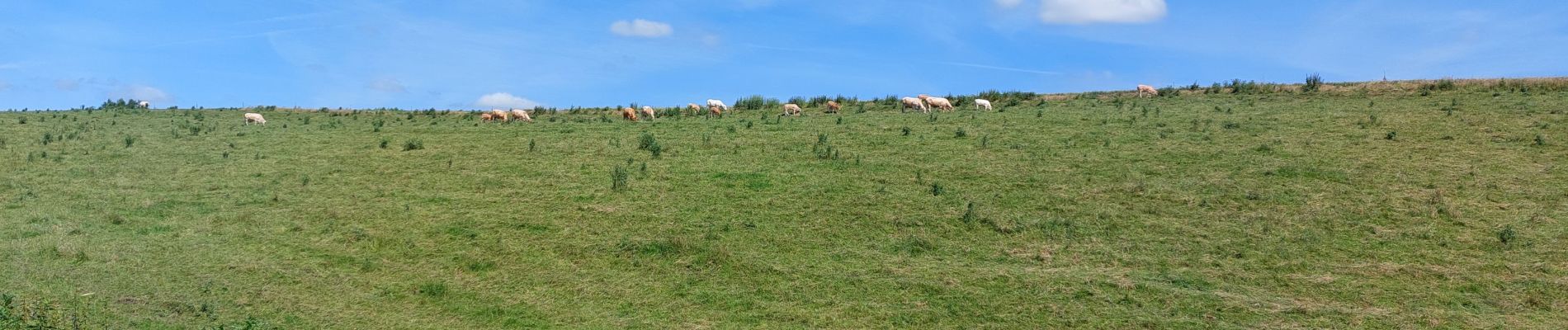 Tocht Stappen Mettet - biesmeree  - Photo