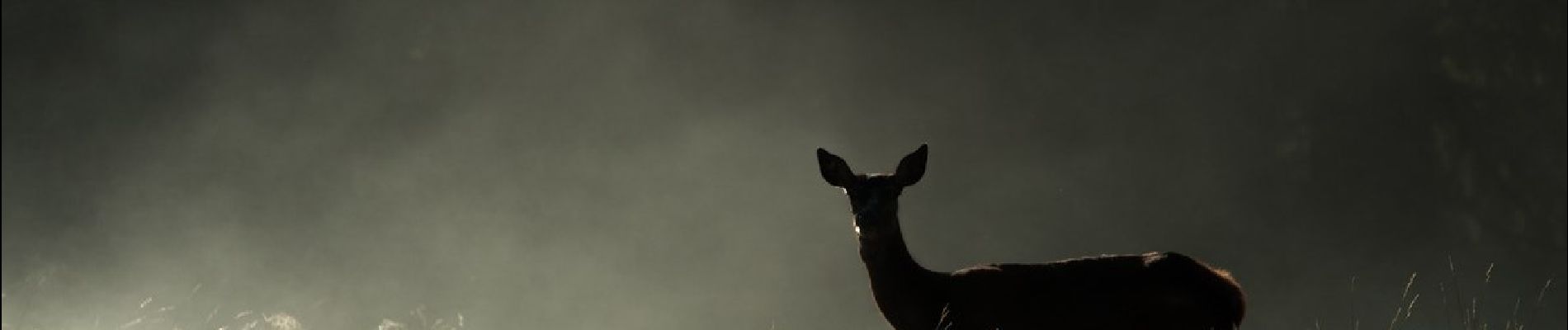 Tour Zu Fuß Teser - Troso de Cornon - Photo