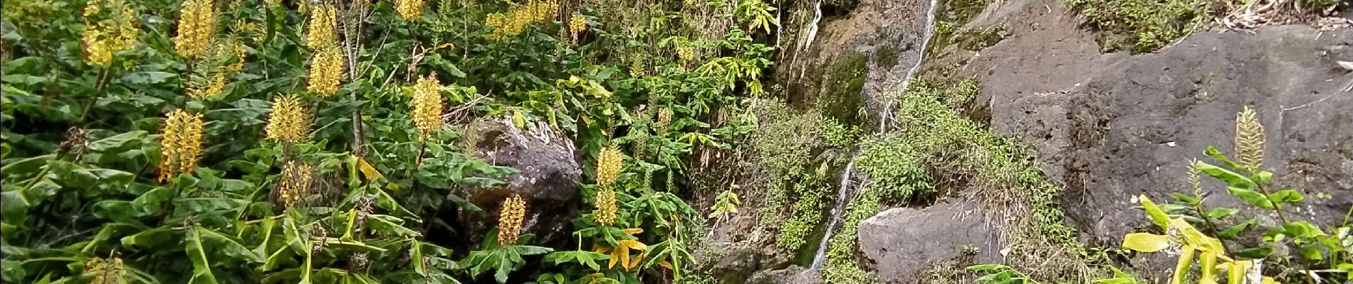 Excursión Senderismo La Possession - Tour du Piton des Neiges par le petit GRR1 / J2 - Photo