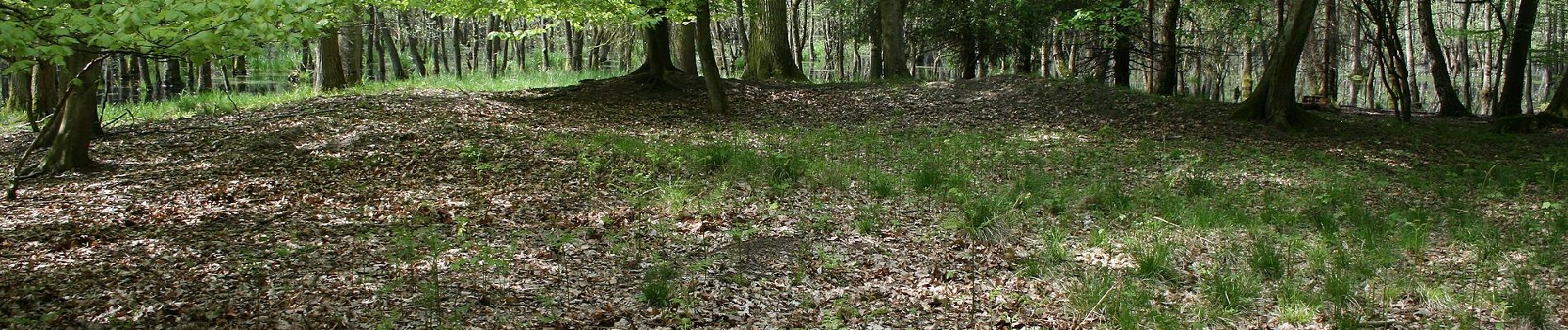 Tour Zu Fuß Hanau - Rundwanderweg zu alten Bäumen - Photo