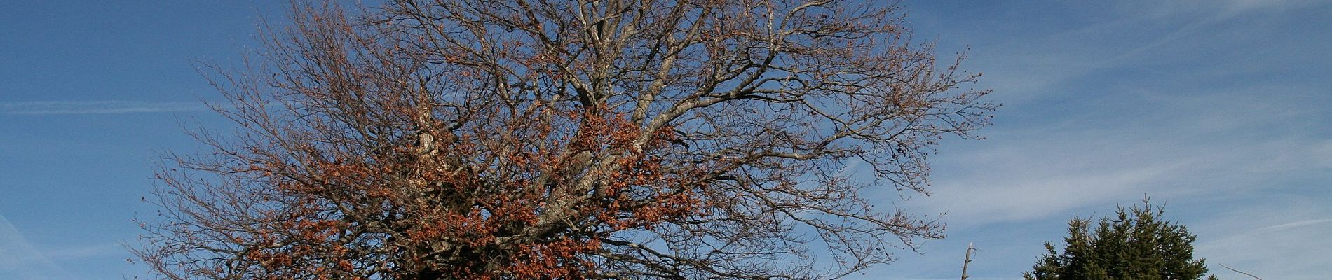 Randonnée A pied Brentonico - Sentiero attrezzato delle vipere - Photo