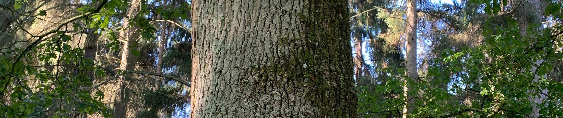 Percorso Marcia Tervuren - Arboretum tra Nuovo e Vecchio mondo (castanea dentata) - Photo