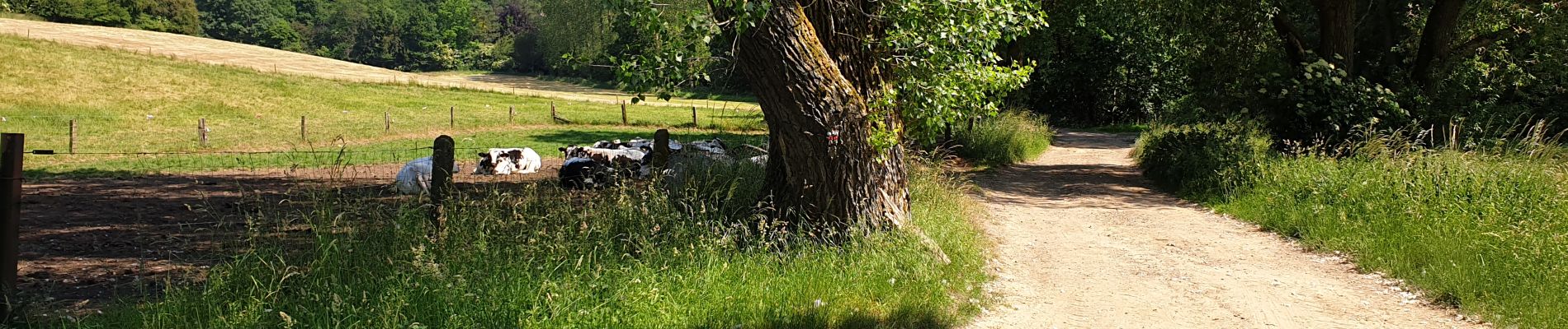 Tocht Stappen Graven - Gottechain - Photo