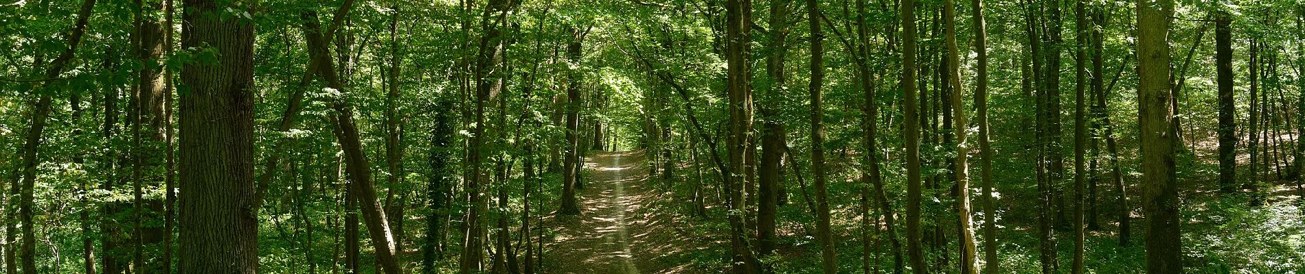 Trail On foot Dourdan - FR-balisage orange en forêt de Dourdan à rattacher aux bons itinéraires - Photo