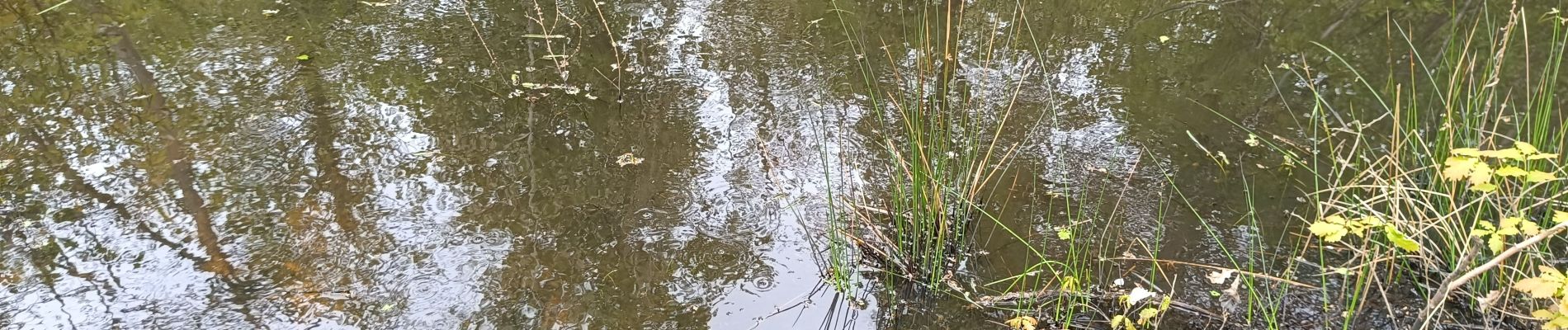 Tour Wandern Bucey-en-Othe - Forêts Bucey en Othe - Photo