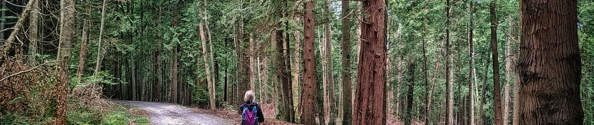 Trail Walking Oloron-Sainte-Marie - Fôret du Bager - Photo