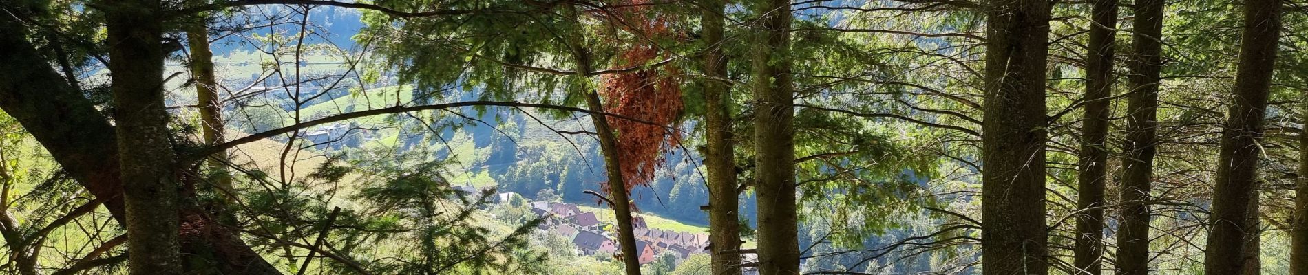 Trail Walking Sainte-Marie-aux-Mines - Robinot2 - Photo