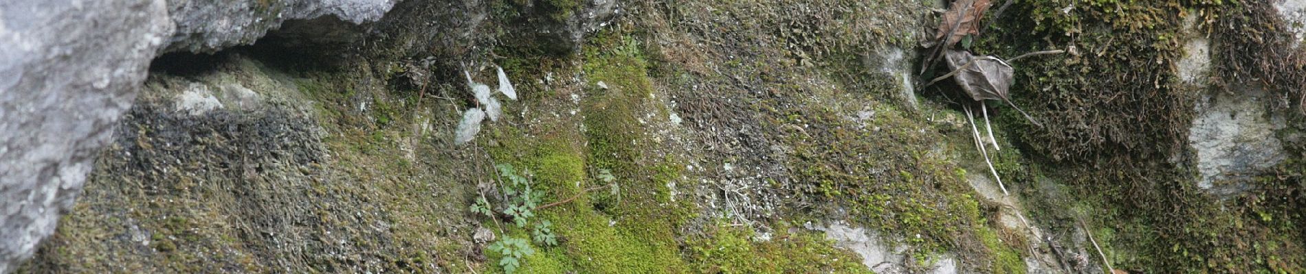 Tour Zu Fuß Laussa - Rundweg Hölleiten - Photo