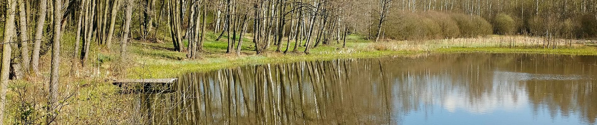 Trail On foot Schirnding - Wanderweg 3 Schirnding - Photo