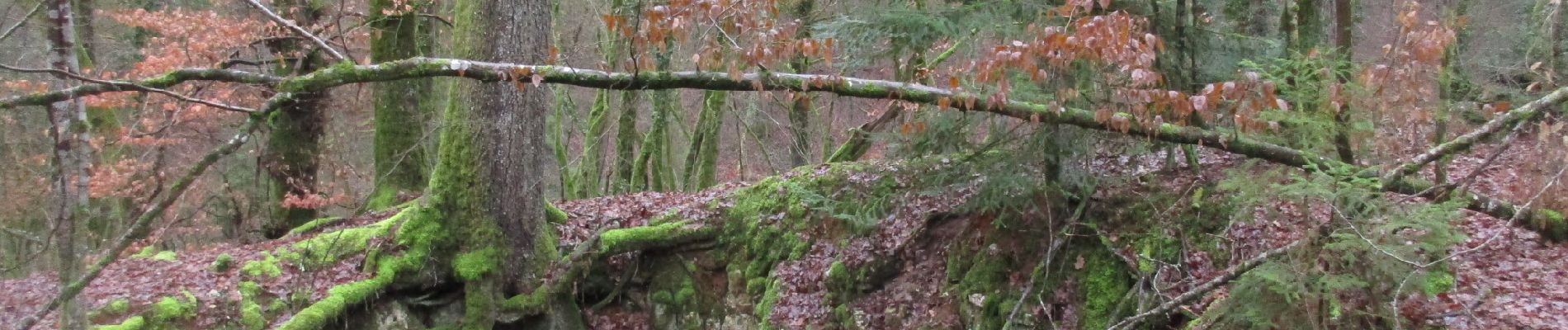 Tocht Mountainbike Chaumont - Chaumont Brottes st Rock - Photo