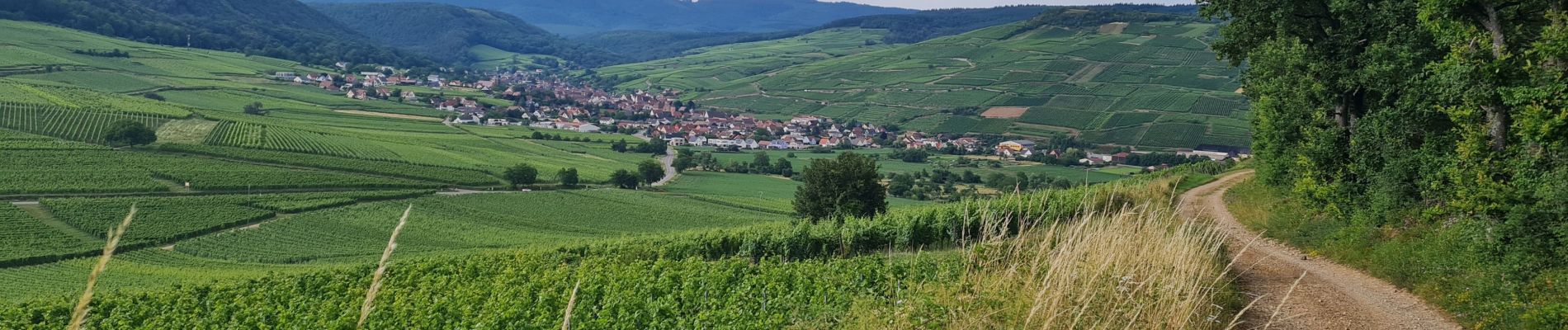 Tour Wandern Orschweier - Rando Retrouvailles 06/07/2024 - Photo