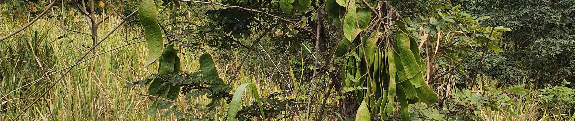 Tour Wandern Guayaquil - Cerro Azul (Antenas) de ESPOL - Photo