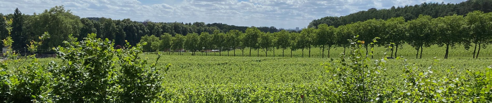 Tocht Stappen Holsbeek - S-GR Hageland: Kortrijk-Dutsel - Leuven - Photo