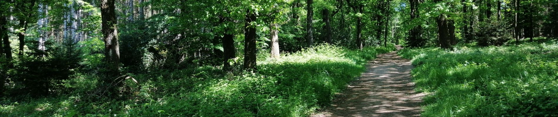 Tocht Stappen Verviers - aqueduc-bois de Jalhay-Cossart  - Photo