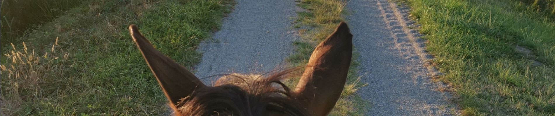 Trail Horseback riding Fronton - Trec 2 à valider - Photo
