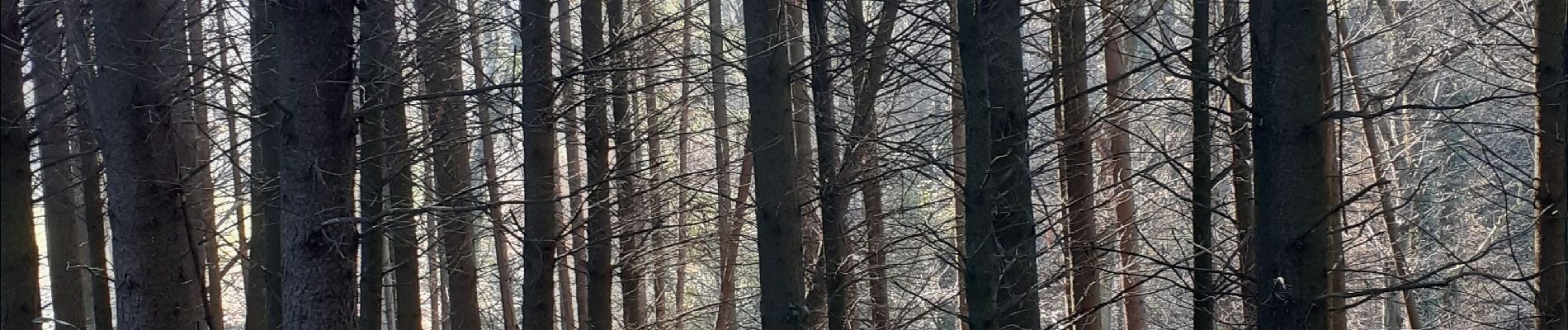 Tour Wandern Challes-les-Eaux - bois noir-chambotte-néquidé - Photo