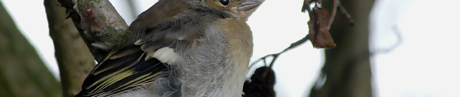 Tocht Te voet Carpin - Rundwanderweg Gelber Schmetterling - Photo