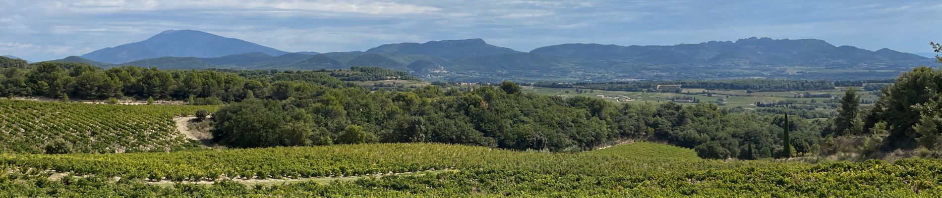 Tour Wandern Cairanne - PF-Cairanne - Sentier Magnum - Photo