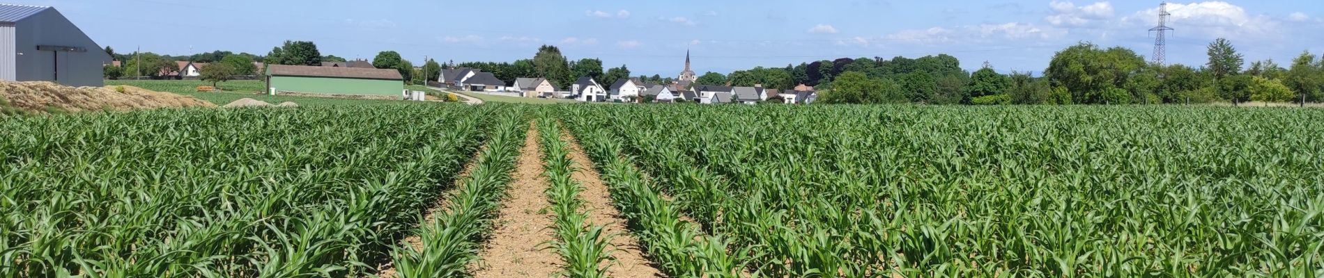 Tour Wandern Heimsbrunn - près Reiningue Morschwiiller retour Heimsbrunn  - Photo