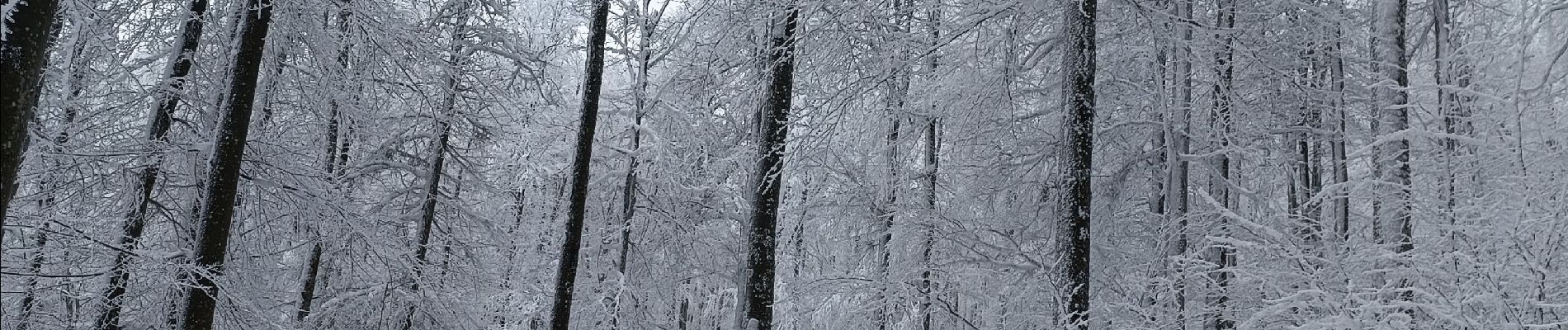 Randonnée Raquettes à neige Belmont - cascade de la serva - Photo