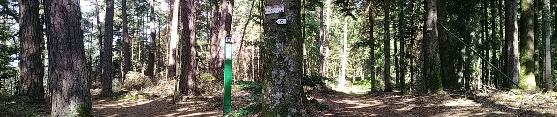 Trail Walking Dabo - Schaeferhof Dabo - Photo