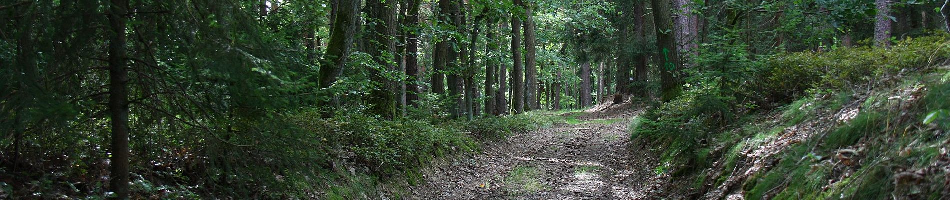 Percorso A piedi Altenkunstadt - Kulmitzberg-Rundweg - Photo