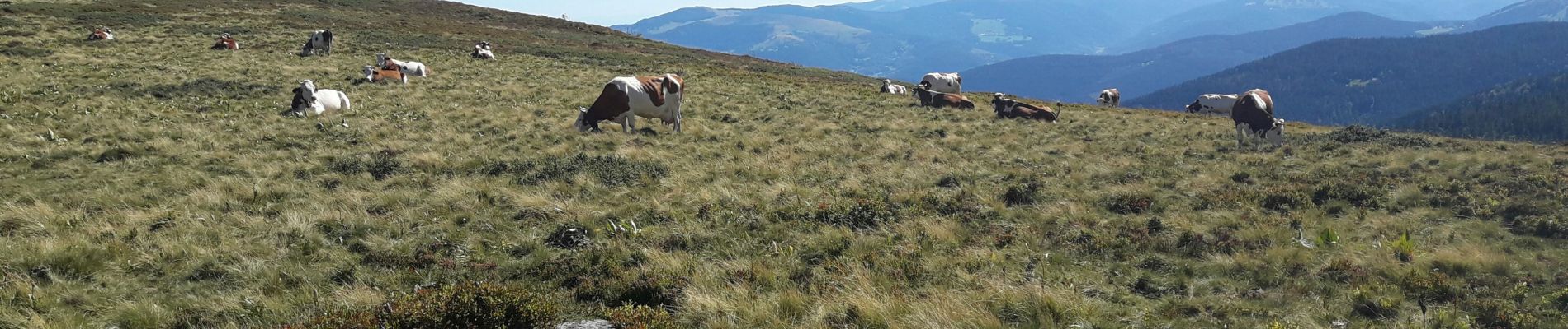 Tour Wandern Le Valtin - gazon du fait les lacs - Photo