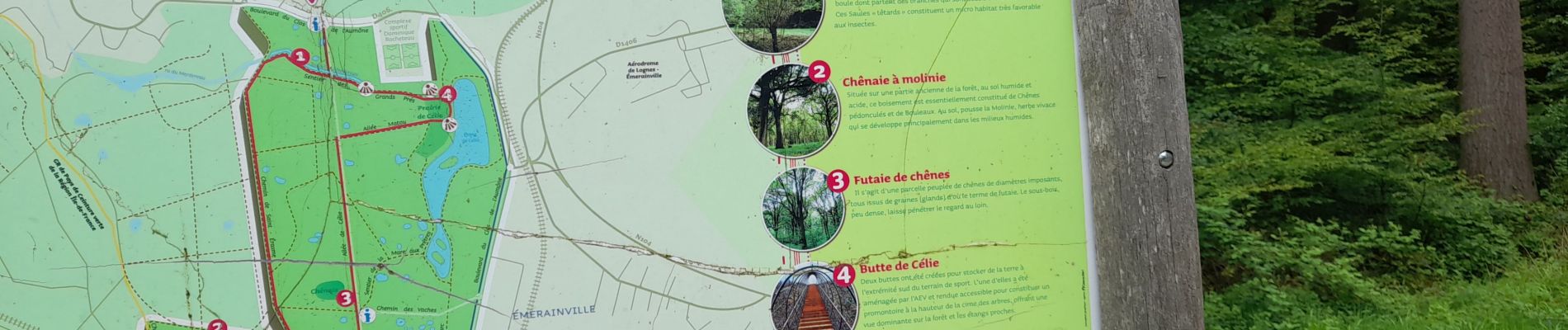 Randonnée Marche Émerainville - Bois de Célie en boucle  - Photo