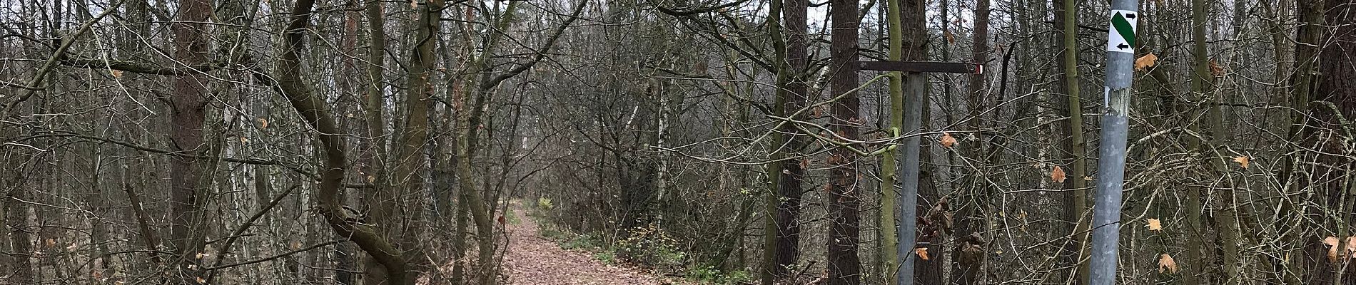 Tour Zu Fuß Königs Wusterhausen - Wanderlehrpfad um den Wernsdorfer See - Photo