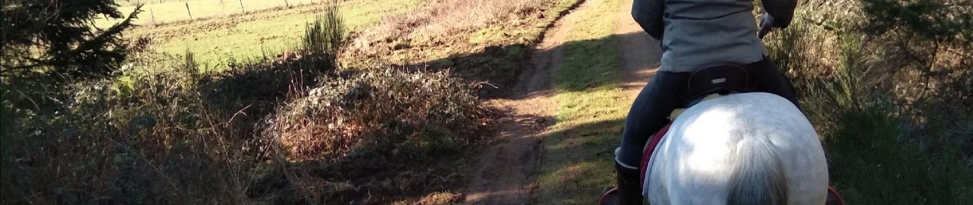 Trail Horseback riding Wellin - Promenade chanly - Photo