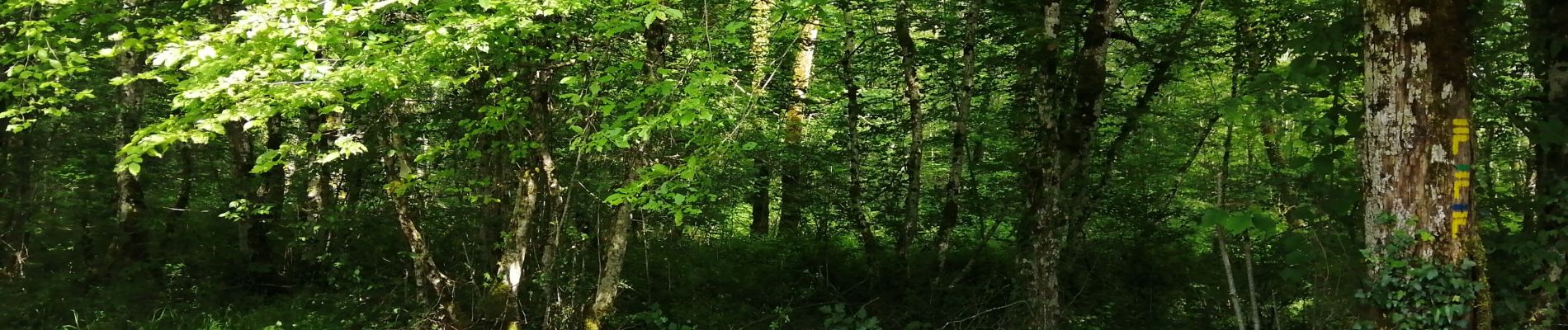 Randonnée Marche Chaumont - corgebin Sentier bleu - Photo