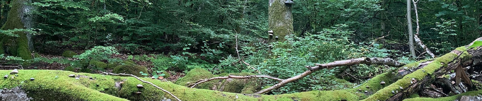 Tour Zu Fuß Unbekannt - Fjällastigen - Photo